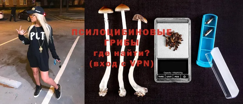 Псилоцибиновые грибы Cubensis  Бавлы 